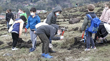 Plantación en A Lama